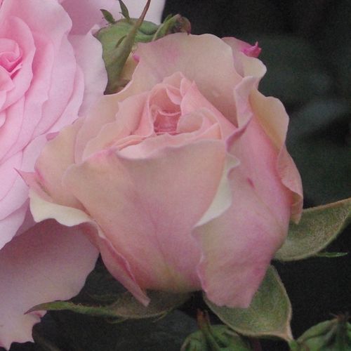 Rosa Diadal™ - roz - Trandafir copac cu trunchi înalt - cu flori tip trandafiri englezești - coroană dreaptă